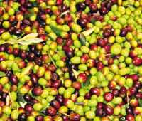 olio - L'Informatore Agrario