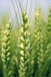 grano tenero