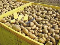 Patata - L'Informatore Agrario
