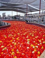 Pomodoro da industria