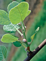 Actinidia