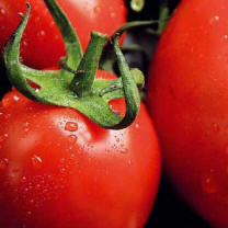 Speciale pomodoro da industria