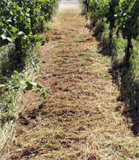 speciale gestione del terreno nel vigneto