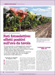Uva da Tavola - articolo 3