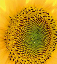 Girasole