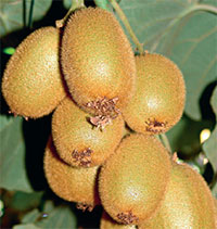 Actinidia