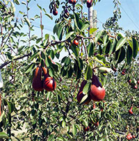 Fragole