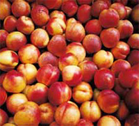 pesche