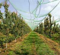  Drupacee - Informatore Agrario