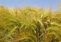 orzo - Informatore Agrario