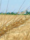 grano tenero, L'Informatore Agrario
