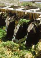quote latte - Informatore agrario