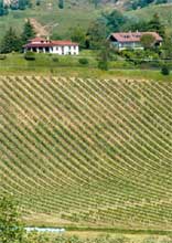 com vino - Informatore Agrario