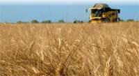 grano duro, L'Informatore Agrario