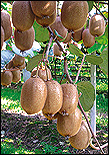 actinidia, L'Informatore Agrario