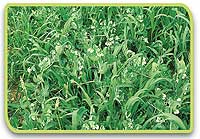proteine vegetali, L'Informatore Agrario