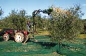 olivo, L'Informatore Agrario