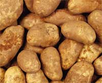 Patata L'Informatore Agrario
