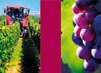 Sitevi L'Informatore Agrario