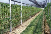 Pero L'Informatore Agrario