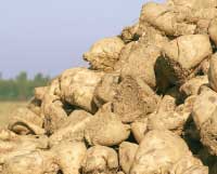 Bietola L'Informatore Agrario