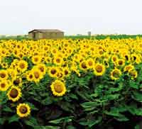 Trattori e motori L'Informatore Agrario