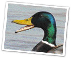 uccellino