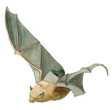 pipistrello