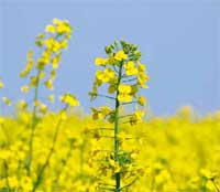 colza - Informatore Agrario