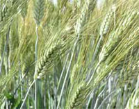 grano