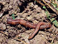 lombrico
