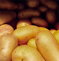 Patata
